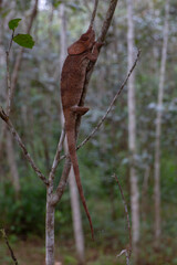 Elephant ear chameleon in Madagascar