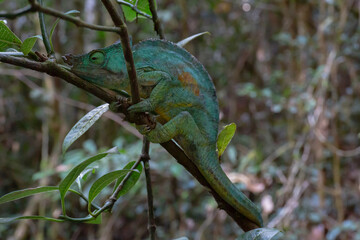 Parson's chameleon