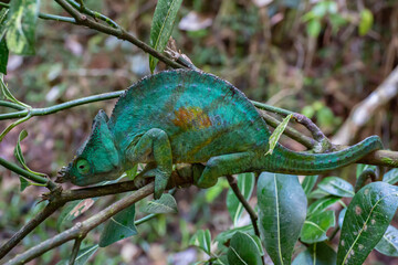 Parson's chameleon