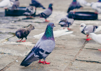 pigeons on the kandy street