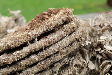 different tiers in honeycomb structure taken out of a demolished and deserted wasp nest