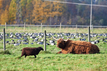 Highland cattle laying on the ground and a sheep walking by in stall and large flock of barnacle geese behind a fence with Autumn foliage on the background October afternoon in Helsinki, Finland.