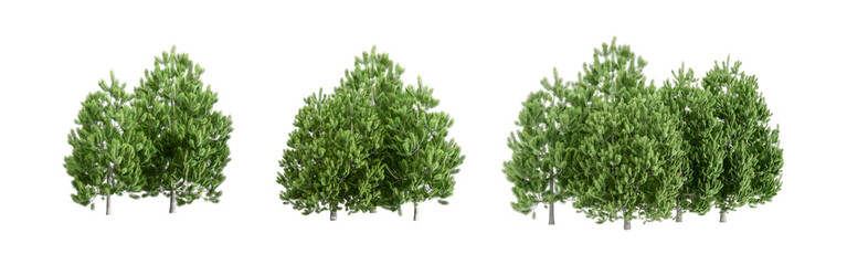 Pine tree isolated on white background