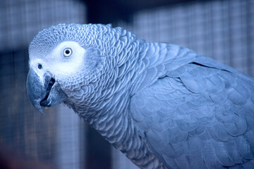 the african grey parrot is all grey with white eye surrounds