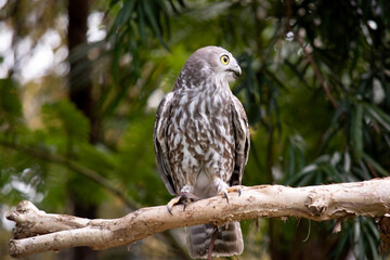 The barking owl has bright yellow eyes and no facial-disc. Upperparts are brown or greyish-brown, and the white breast is vertically streaked with brown