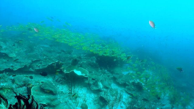 Coral reef underwater. Flock of small beautiful reef fishes at the bottom of the sea.