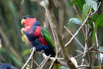 Black capped lory has green wings, red head and upper body, a black cap and blue legs and belly.