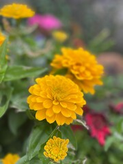 Flowers in the garden