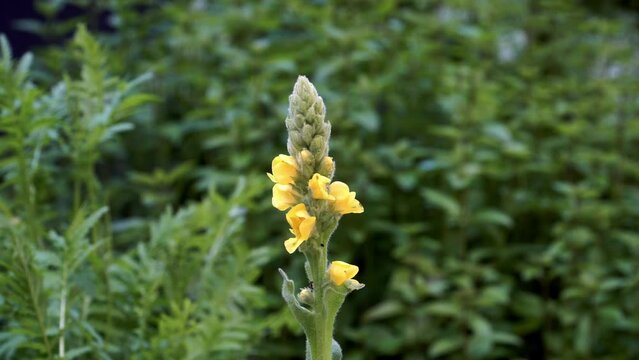Great mullein (Verbascum thapsus) plant - the flowering head portrait. Its candle-like flower spikes rise from rosettes of furry, silver-green leaves. 