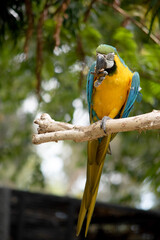 the Back and upper tail feathers of the blue and gold macaw are brilliant blue; the underside of the tail is olive yellow. Forehead feathers are green.