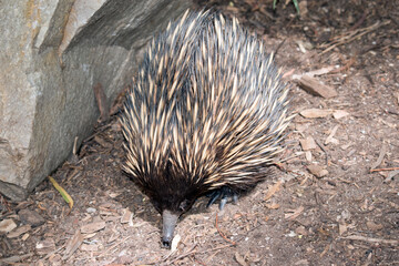 the echidna is walking around looking for ants to eat