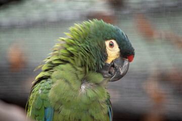 Illergerâ macaws are typically large, brightly colored parrots with long tail feathers. The characteristic that distinguishes macaws from other members of the parrot family is their bare facial areas.