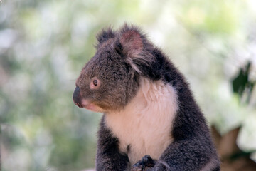 this is a close up of a koala looking sideways
