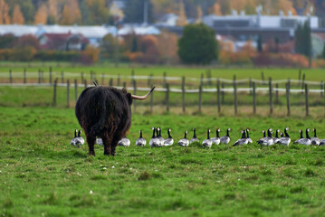 Highland cattle bovine with long horns walking in stall with large flock of barnacle geese on the ground on October afternoon in Helsinki, Finland.
