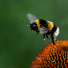 Bumble bee collecting pollen at Kew Gardens