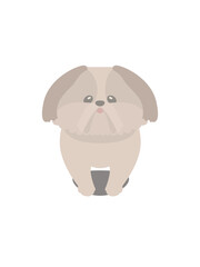 Standing Shih Tzu puppy ID photo Front illustration