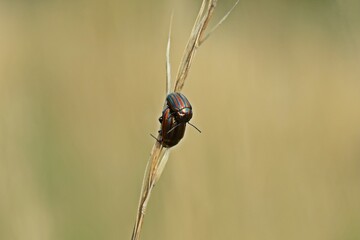 Regenbogen-Blattkäfer (Chrysolina cerealis) bei der Paarung © Schmutzler-Schaub