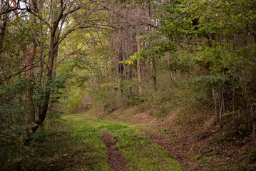 A path through the deciduous forest in the season of colors. Autumn in the wilderness walking outdoor in nature