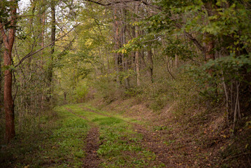 A path through the deciduous forest in the season of colors. Autumn in the wilderness walking outdoor in nature