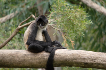 The spider monkey has thumbless hands, this lanky potbellied primate can move swiftly through the trees, using its long tail as a fifth limb.