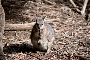 the tammar wallaby has a joey in her pouch
