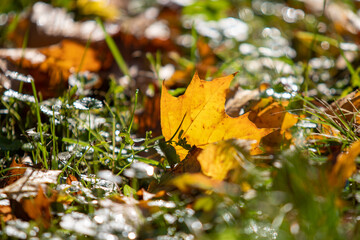 Yellow autumn leaves on the ground in the grass