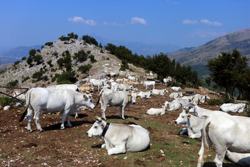 Grazing cows on Monte Sambucaro between San Vittore del Lazio and San Pietro Infine