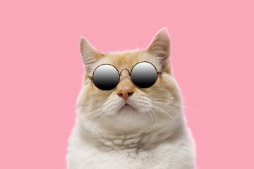 Charismatic cat in sunglasses on a pink background, portrait