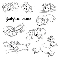 Different Yorkshire Terrier poses. Set of vector images of a small hypoallergenic dog. Linear black and white drawing
