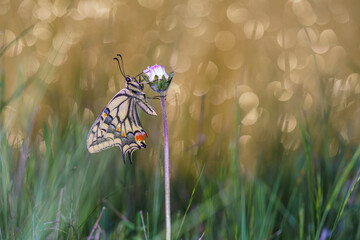 Old World swallowtail butterfly (Papilio machaon) © Daniel Jara