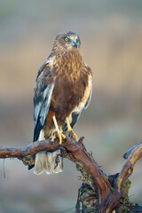 Eurasian Marsh-Harrier (Circus aeruginosus) in the wild