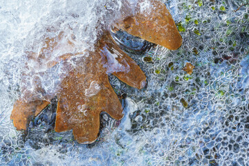 Frozen leaf trapped in ice