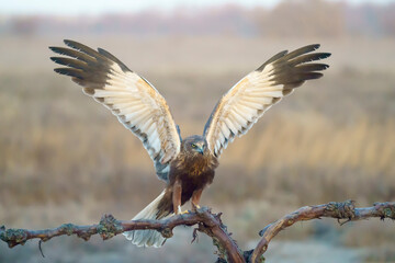 Eurasian Marsh-Harrier (Circus aeruginosus) in the wild