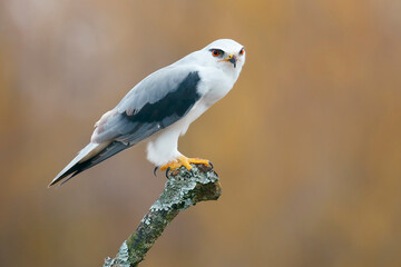 Black-winged kite (Elanus caeruleus) in the wild