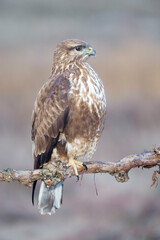 Common buzzard (Buteo buteo) in the wild