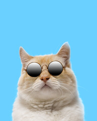 Portrait of a cat in sunglasses on a blue background