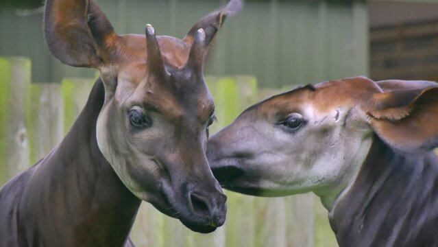 Okapi raise heads and flap ears around, face closeup in dublin zoo ireland
