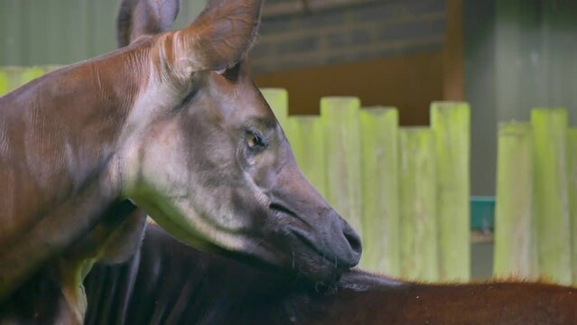 Okapi lick and clean each others back with long tongues