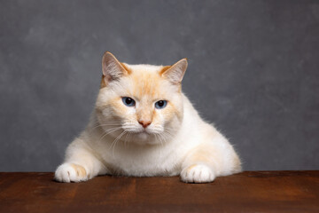 Portrait of a beautiful cat at the table, looking ahead, gray background