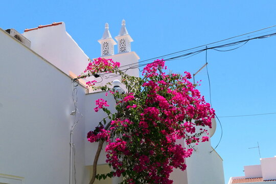 Bugenwilla na białej ścianie w Portugalii