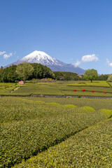 富士山と日本でよく飲まれている緑茶の畑