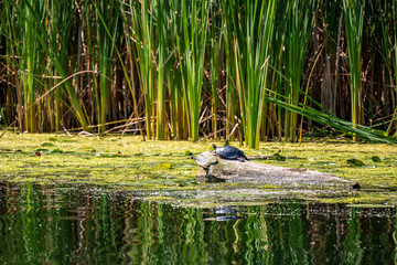 painted turtle on a log floating on a weed filled pond reeds in background shot in summer on the toronto islands (city park)  room for text