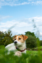 A Jack Russell terrier dog looking to its left in a green field . Portrait view of this feisty white terrier. Selective focus on the eye of the dog.  