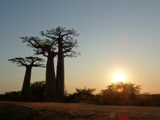 Early morning view of the avenue of the baobabs illuminated by the rising sun (Morondava, Madagascar)