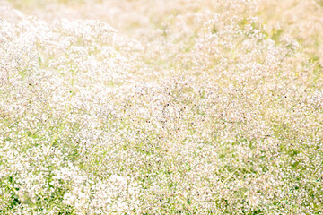 Abstract Gypsophila background in warm light, flower meadow