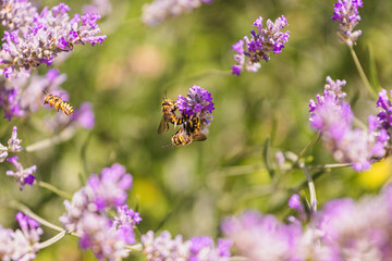 A close-up of 3 bees pollinating a lavender flower