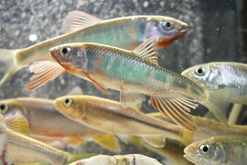 清流に大量に泳ぐ色のきれいな魚　Freshwater fish