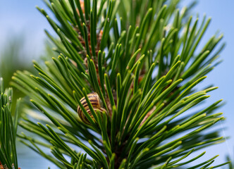 pine branch with snail 