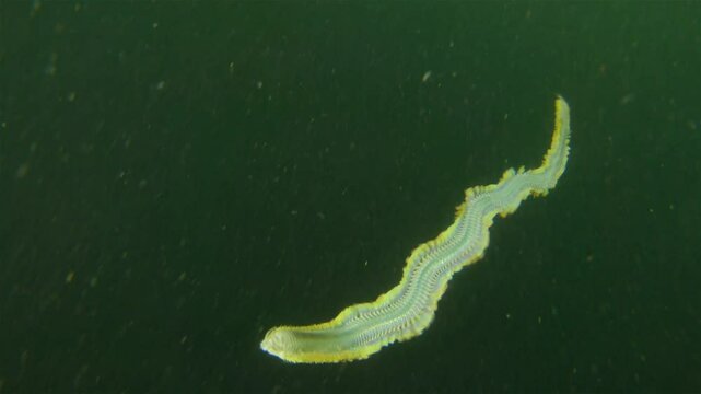Worm Polychaeta Nereis virens (Alitta virens) from family Nereididae. Floats in water column during spawning for reproduction. White Sea