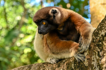 Sifaka lemur (Propithecus verreauxi), Madagascar nature